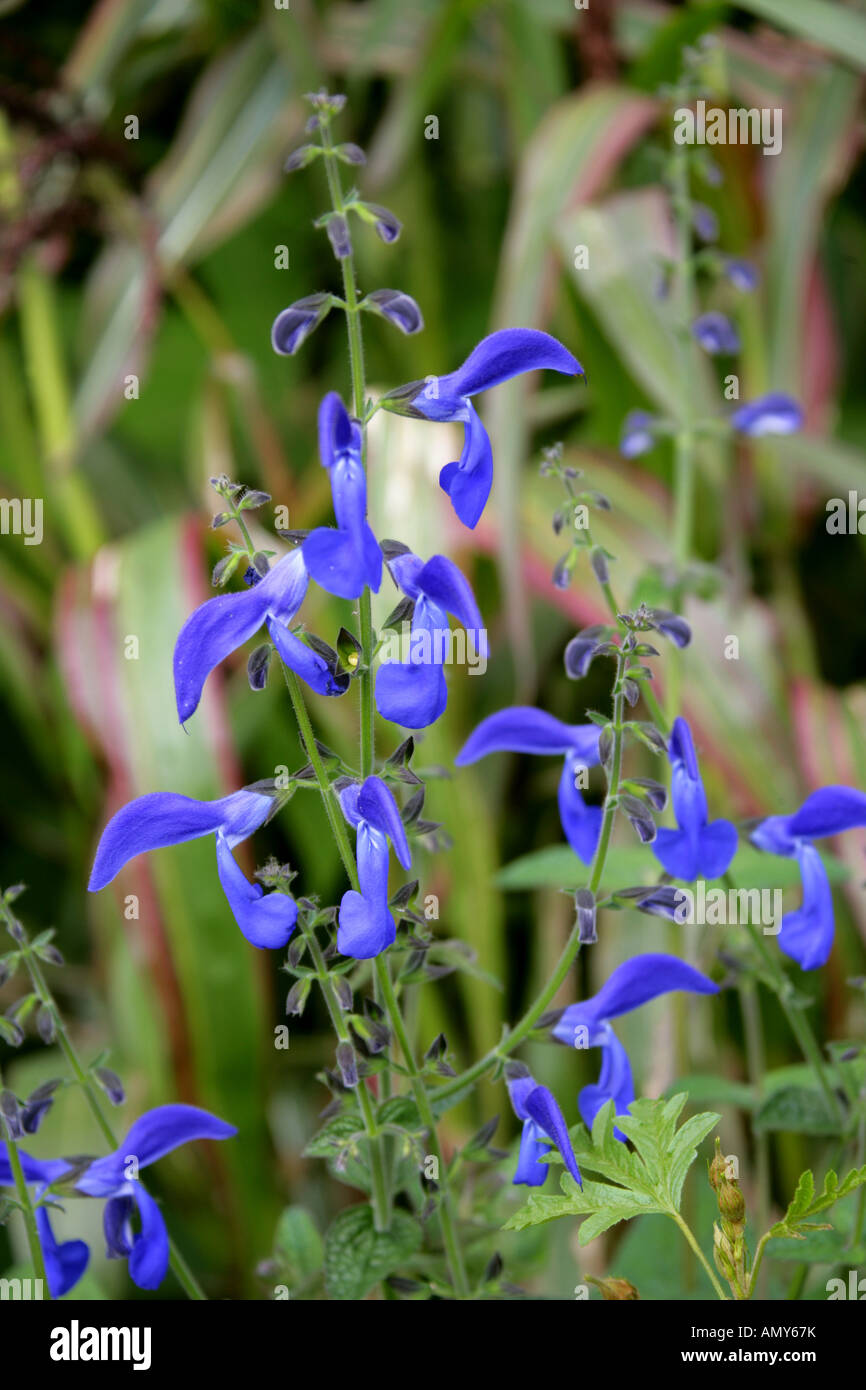 Der Enzian-Salbei, Salvia Patens, Lamiaceae Stockfoto