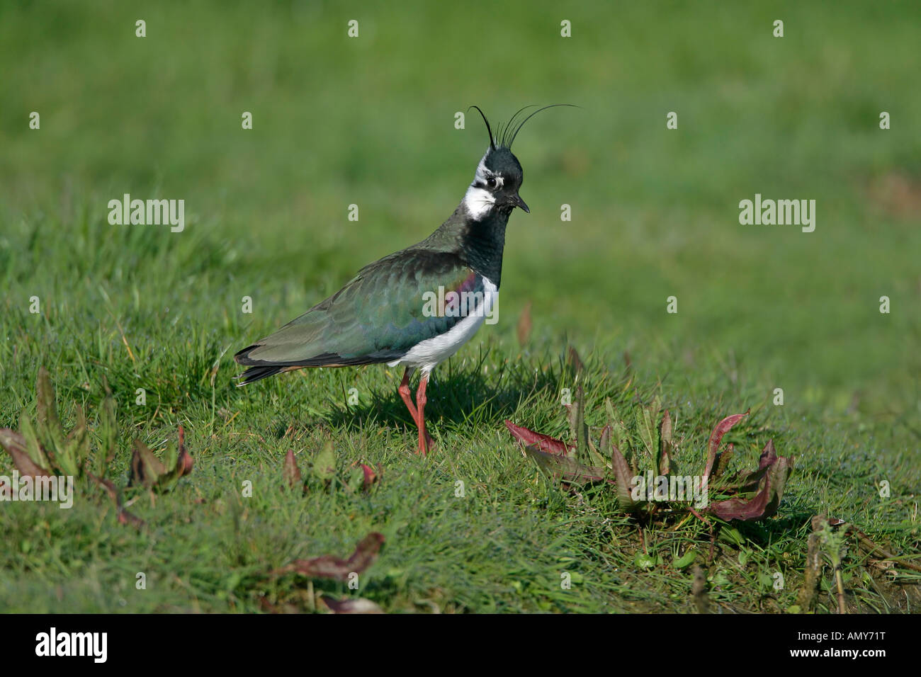 Kiebitz Vanellus Vanellus mit Wappen auf Zucht Gebiet Elmley Sümpfe Kent April Lapwing0461 angehoben Stockfoto