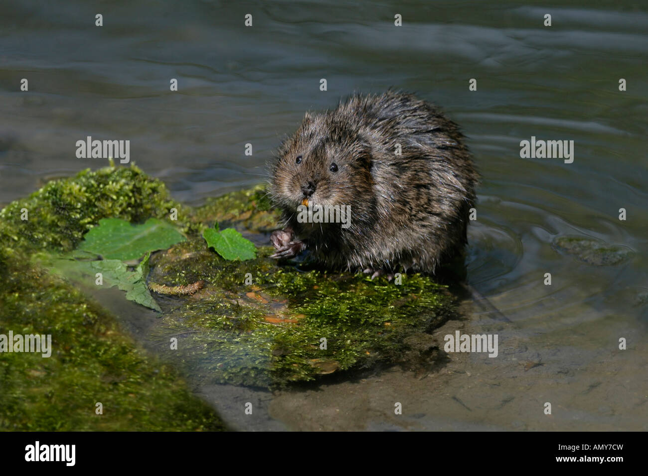 Wasser-WÜHLMAUS Arvicola Terrestris auf bemoosten Stein am Seite des Stream Essex April WaterVole9126 Stockfoto