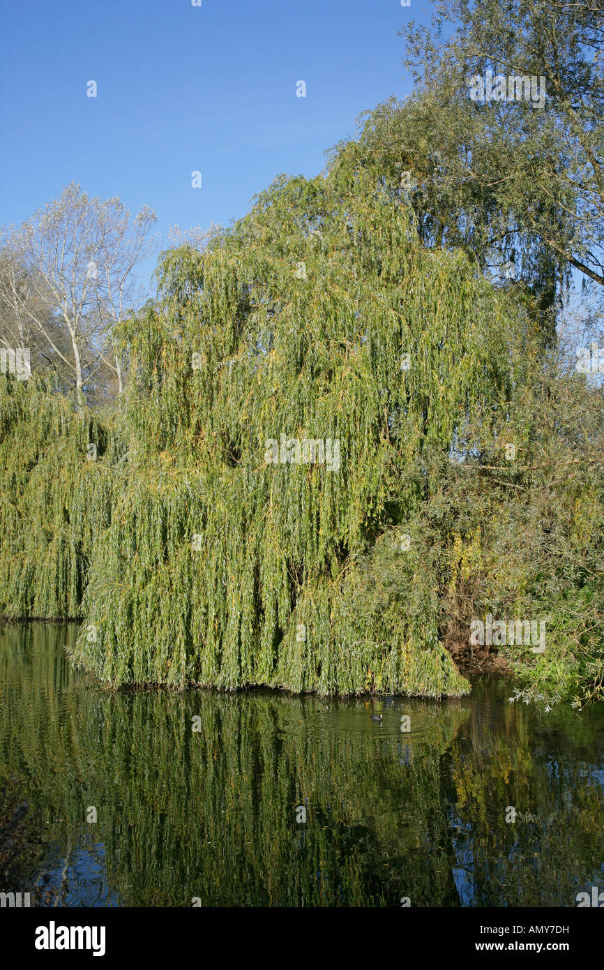TRAUERWEIDE Salix Alba Tristis am Ufer des Flusses Lea Lea Valley Park Essex November WeepingWillow2030 Stockfoto
