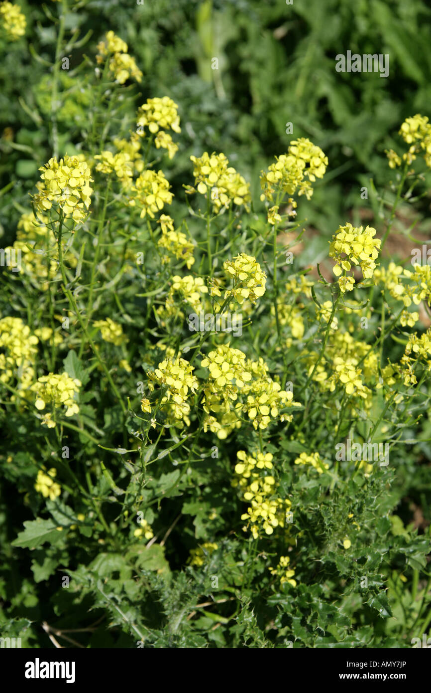 Schwarzer Senf, Brassica nigra, Crucifera, Brassicaceae Stockfoto