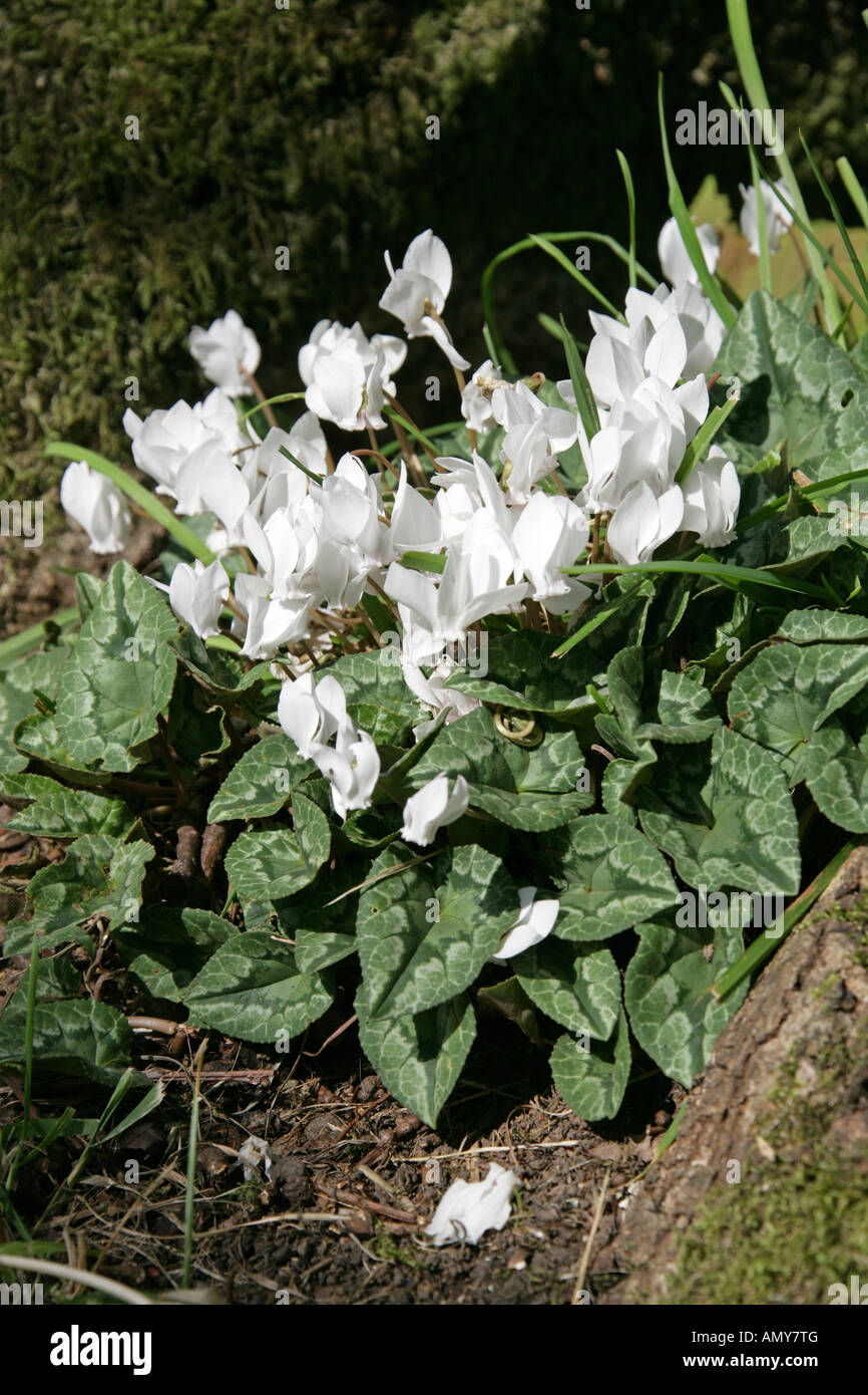 Hardy Alpenveilchen oder Ivy-Leaved Alpenveilchen, Cyclamen Hederifolium Alba (weiße Form) Myrsinaceae Stockfoto