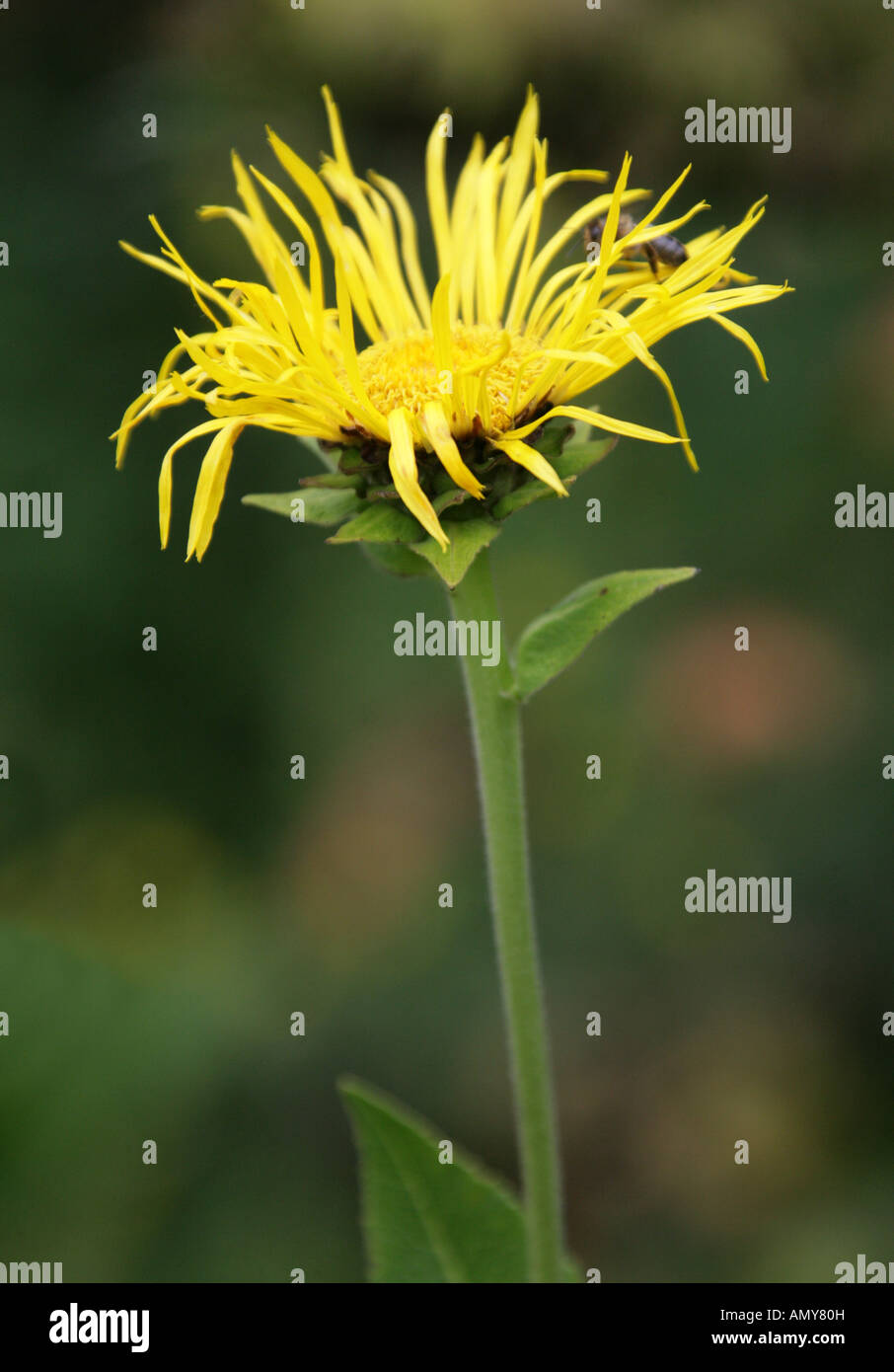Alant, Inula Helenium, Asteraceae Stockfoto