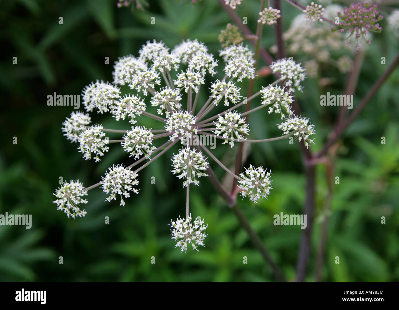 Ground Elder oder Goutweed, Aegopodium podagraria, Apiaceae Stockfoto