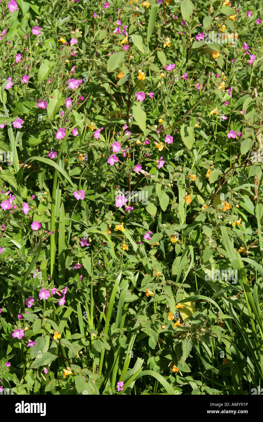 Große Willowherb, Epilobium hirsutum und Orange Balsam, Impatiens capensis aka jeweled Balsam oder Spotted Berühren Sie mich nicht Stockfoto