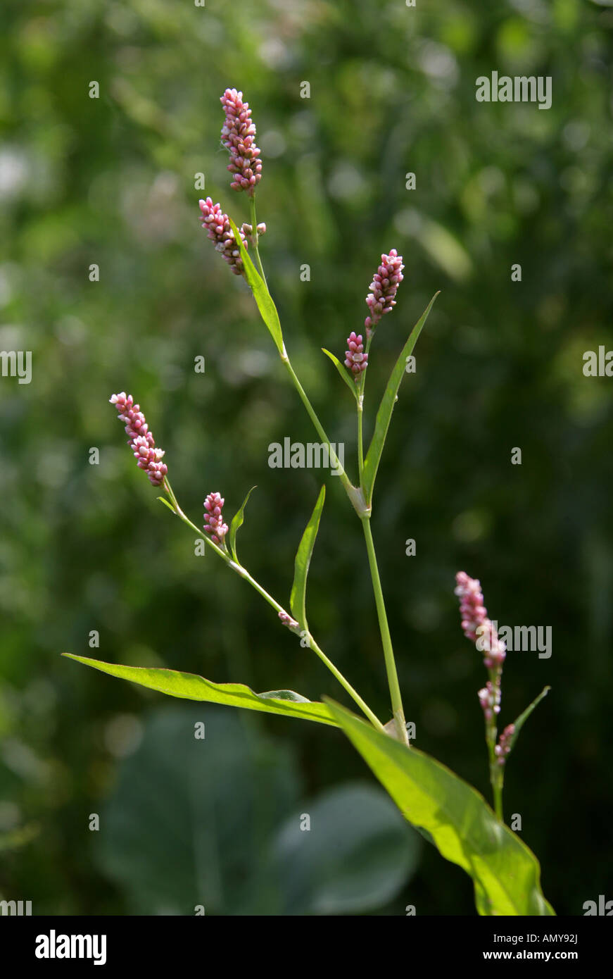 Rotschenkel Persicaria Maculosa Knie Stockfoto