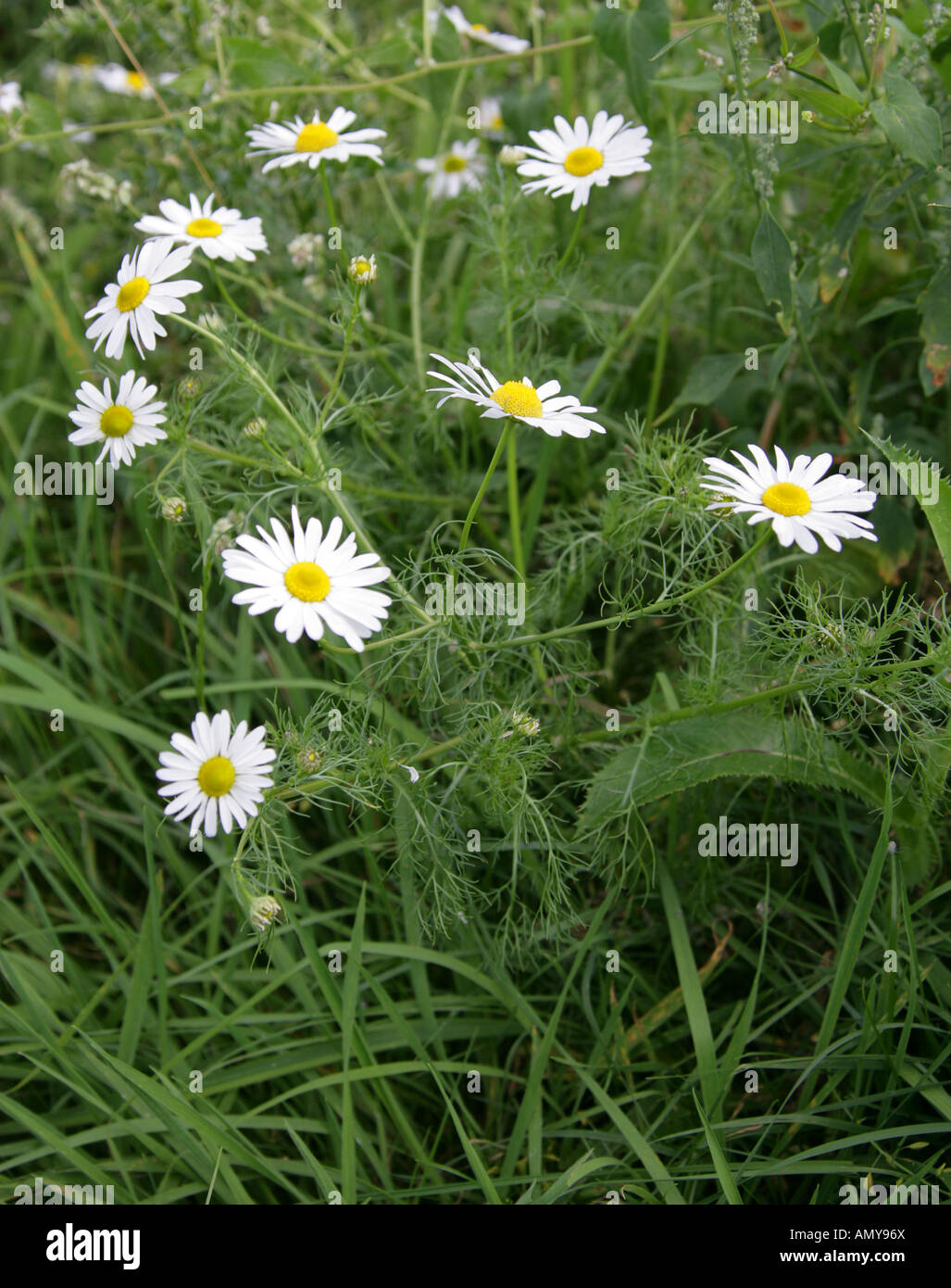 Geruchlos Mayweed, Matricaria Perforata oder Tripleurospermum Inodorum oder Tripleurospermum Perforatum, Asteraceae Stockfoto