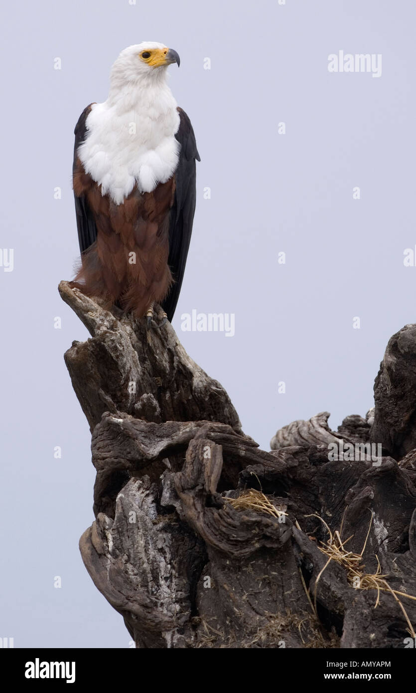 Afrikanischer Fisch Adler Haliaeetus Vocifer Sitzstangen auf abgestorbenen Baum am Chobe Fluss Wasser in Botswana Chobe-Nationalpark Stockfoto