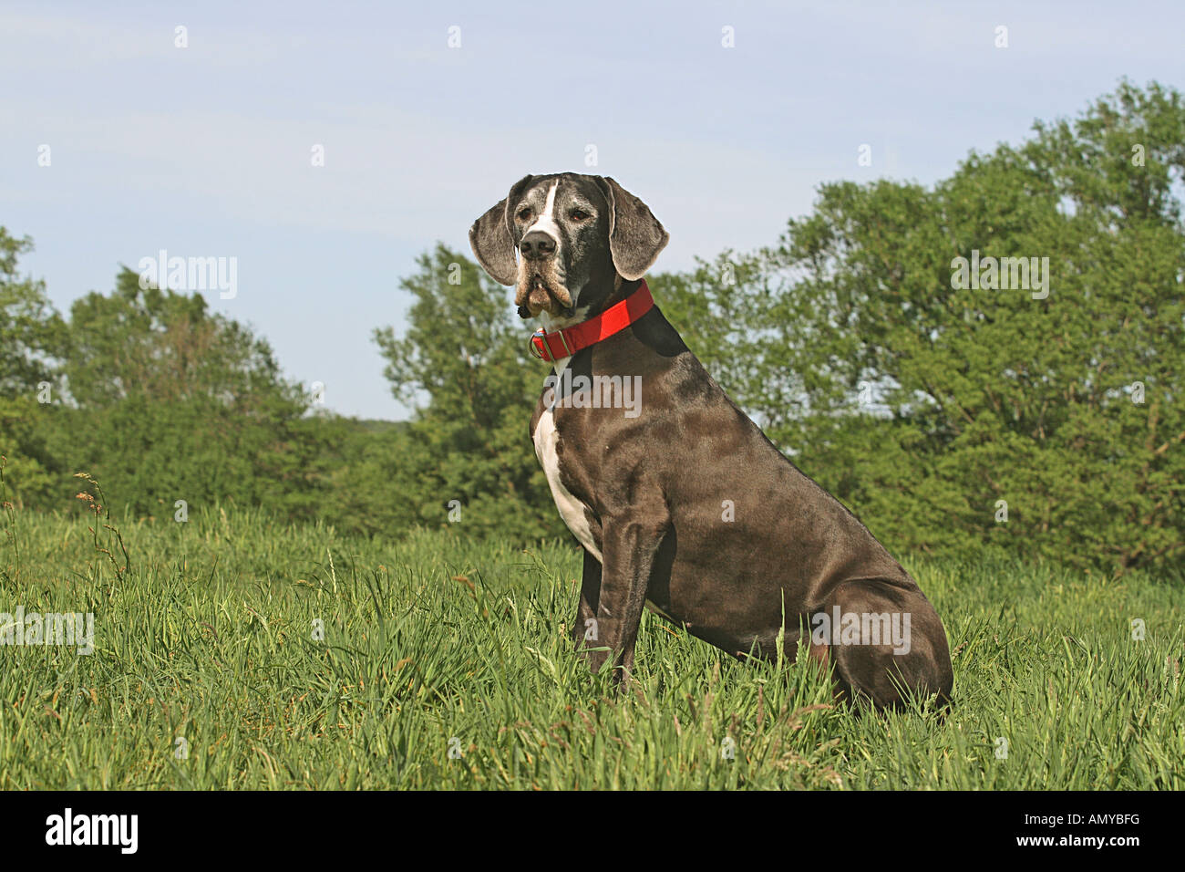 Deutsche Dogge - sitzen auf der Wiese Stockfoto