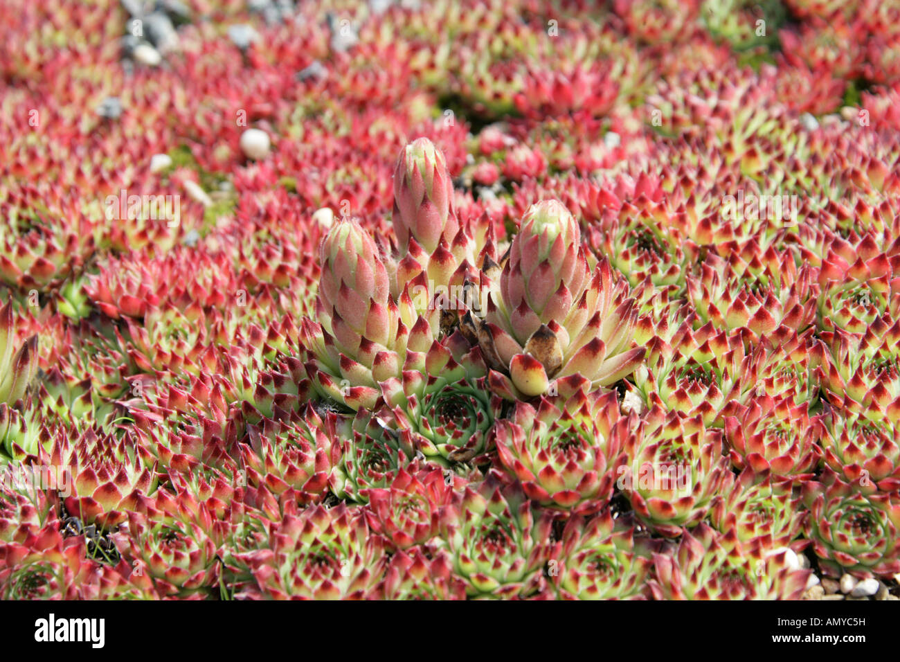 Sempervivum Calcareum Crassulaceae französischen Alpen Stockfoto
