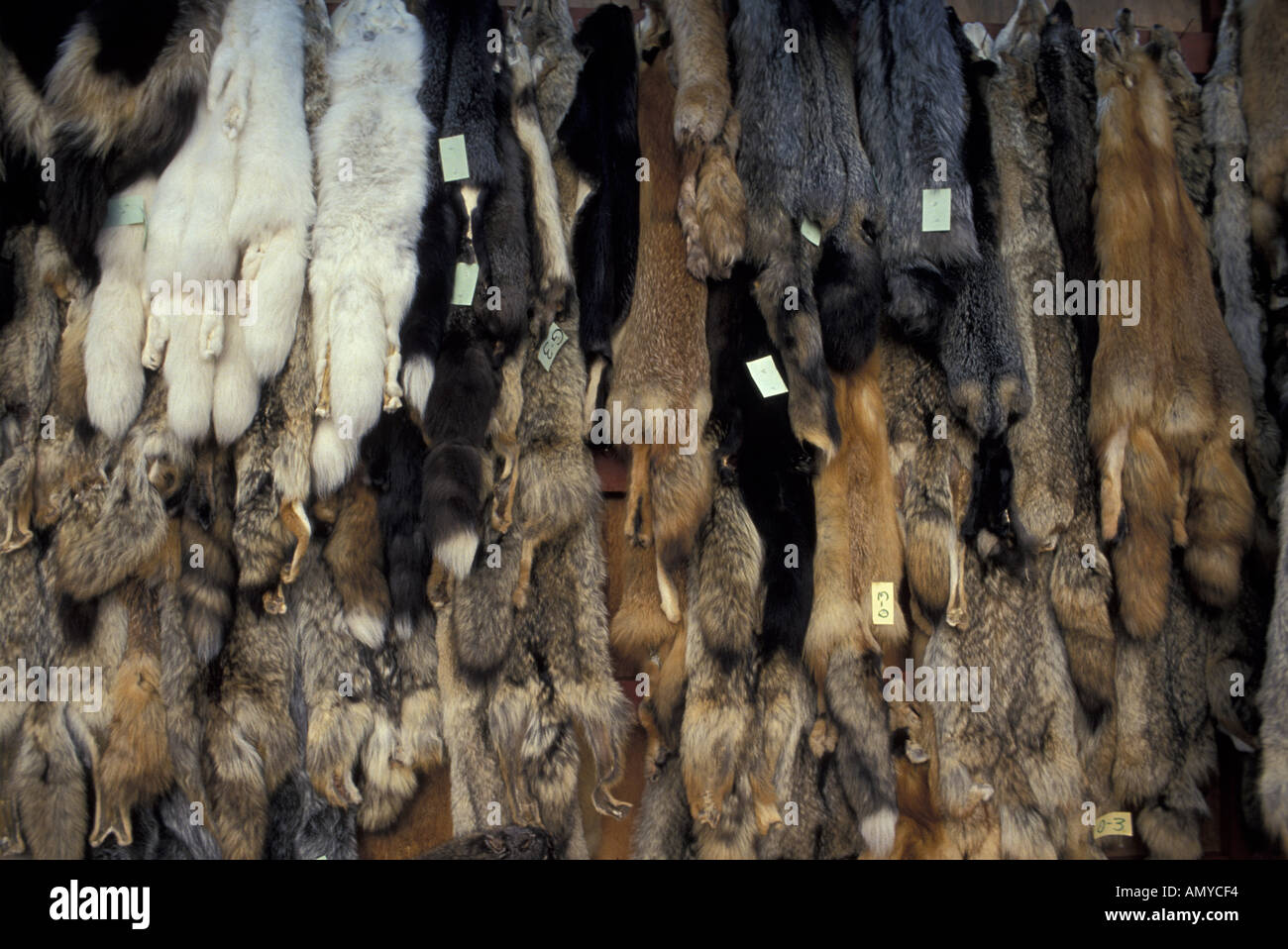 AK Wild Pelze hängen für Auktion Alaska Stockfoto