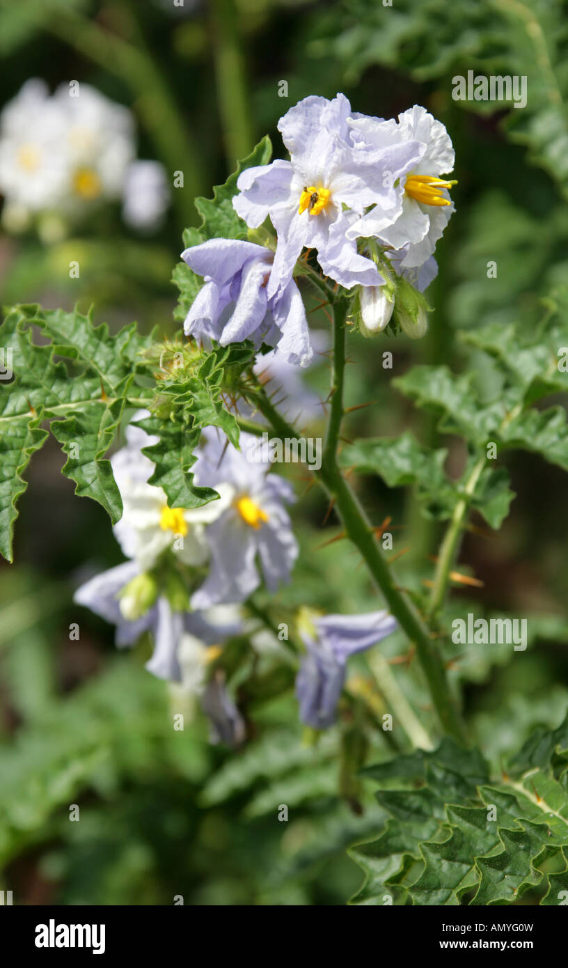 Sticky Nachtschatten aka Red Buffalo Bur oder Feuer und Eis, Solanum sisymbriifolium, Solanaceae Stockfoto