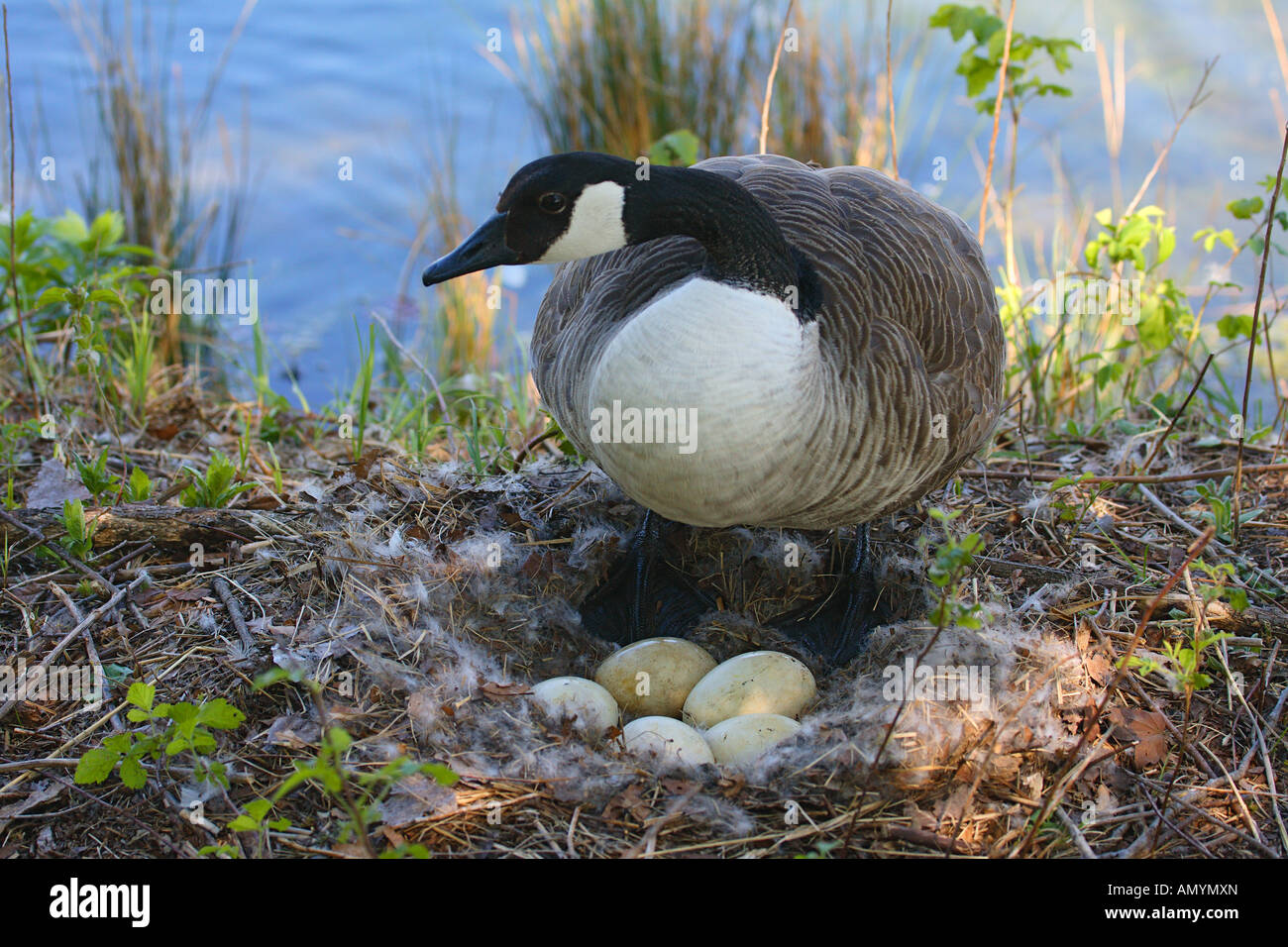 Kanada-Gans - stehend mit Eiern / Branta Canadensis Stockfoto