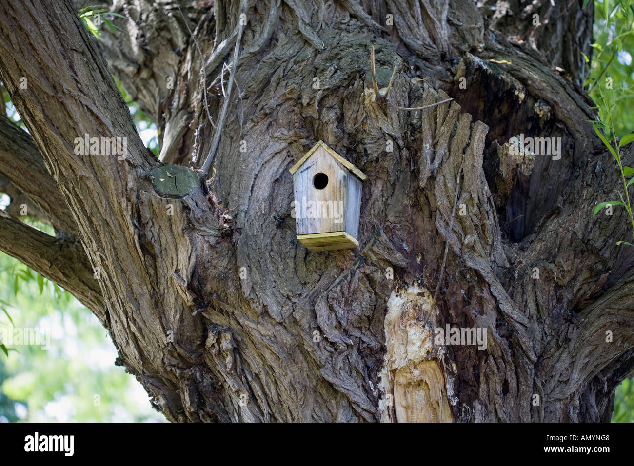 VOGEL-NESTING-KASTEN IN EINEM BAUM Stockfoto