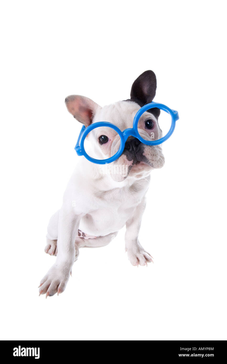 Schwarz / weiß Nerd Französisch Bulldogge Welpen mit großen blauen Brille isoliert auf weiss Stockfoto