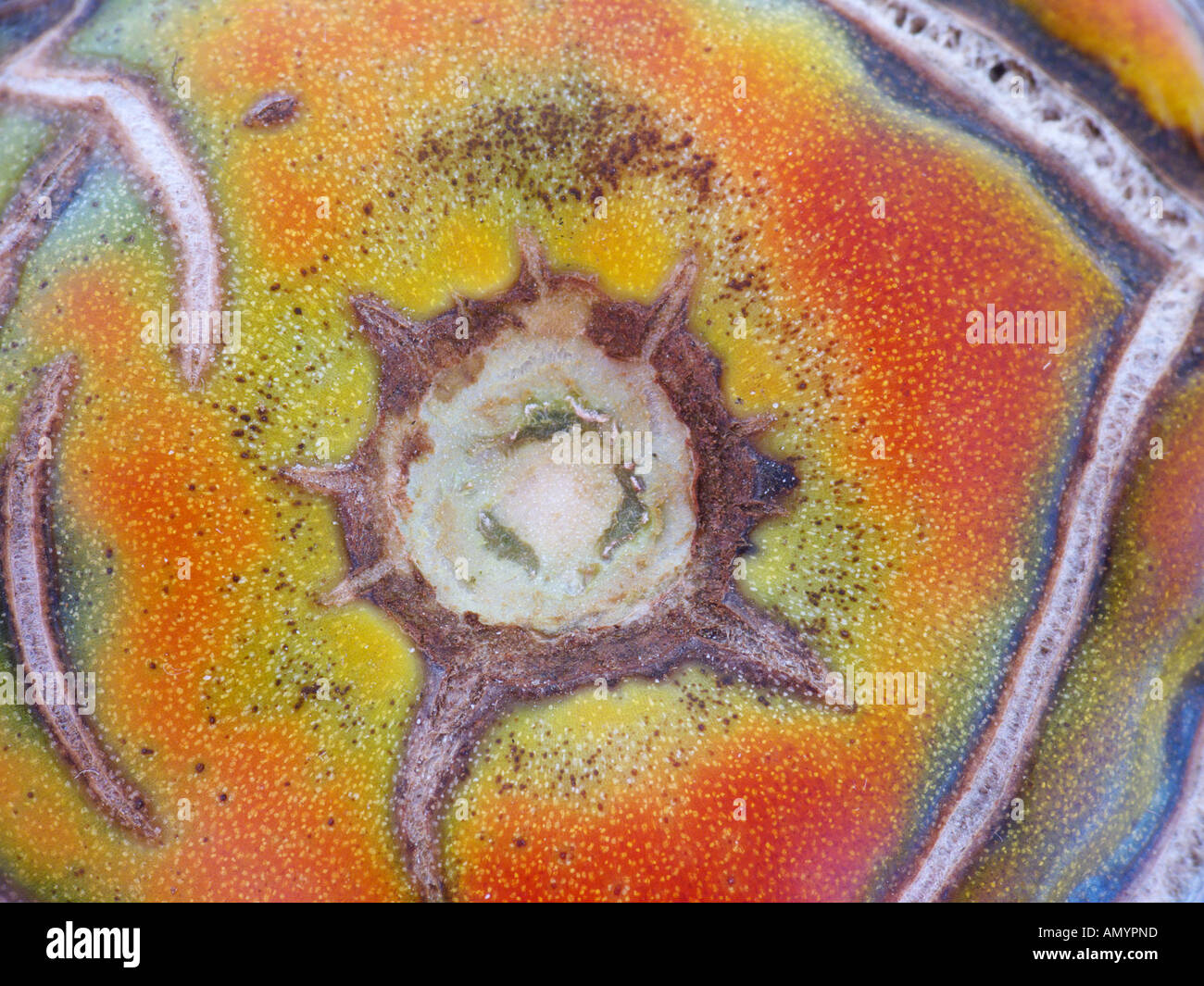 Tomaten hautnah Stockfoto