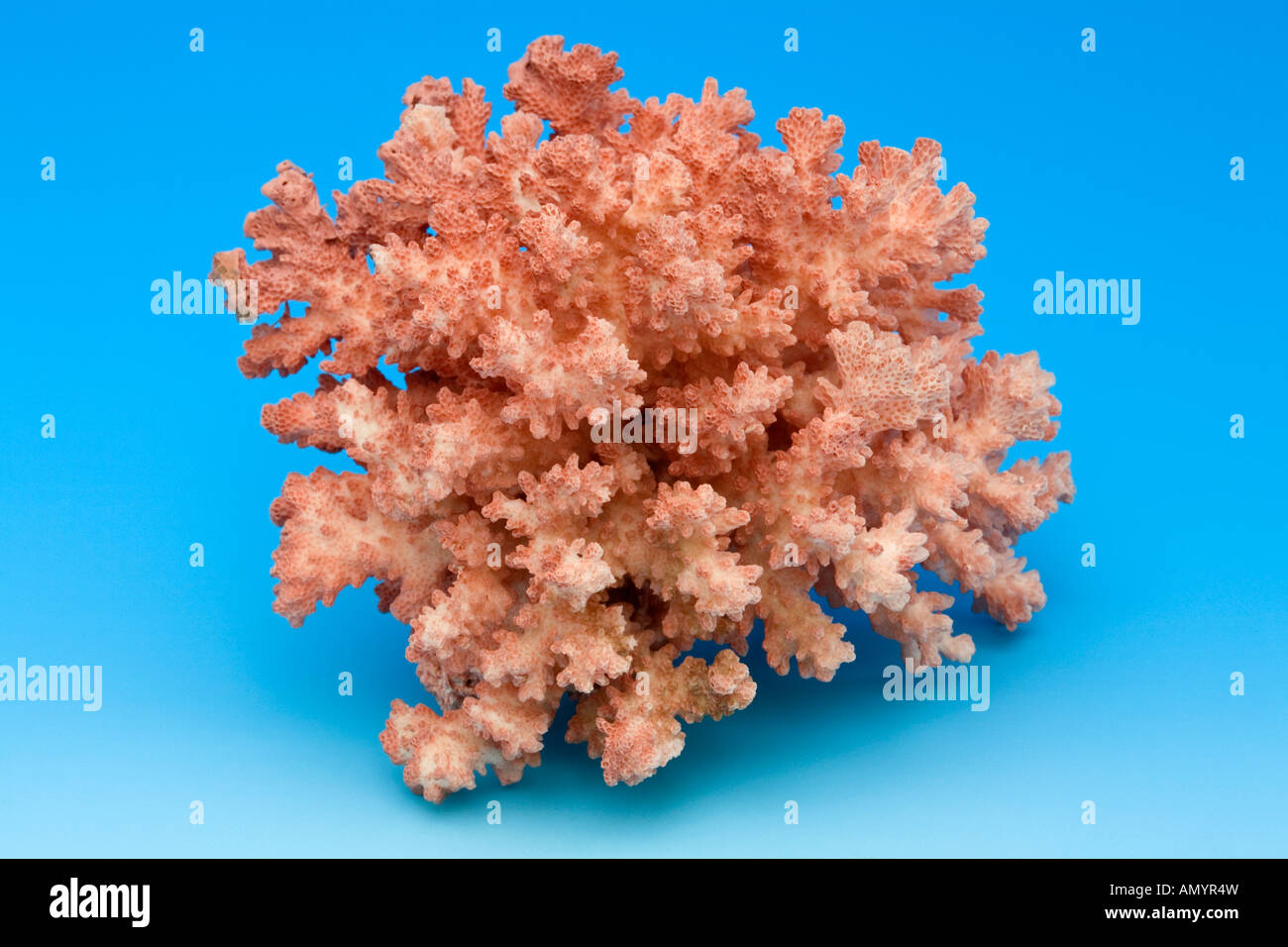 Korallen Exemplar gesammelt Stockfoto