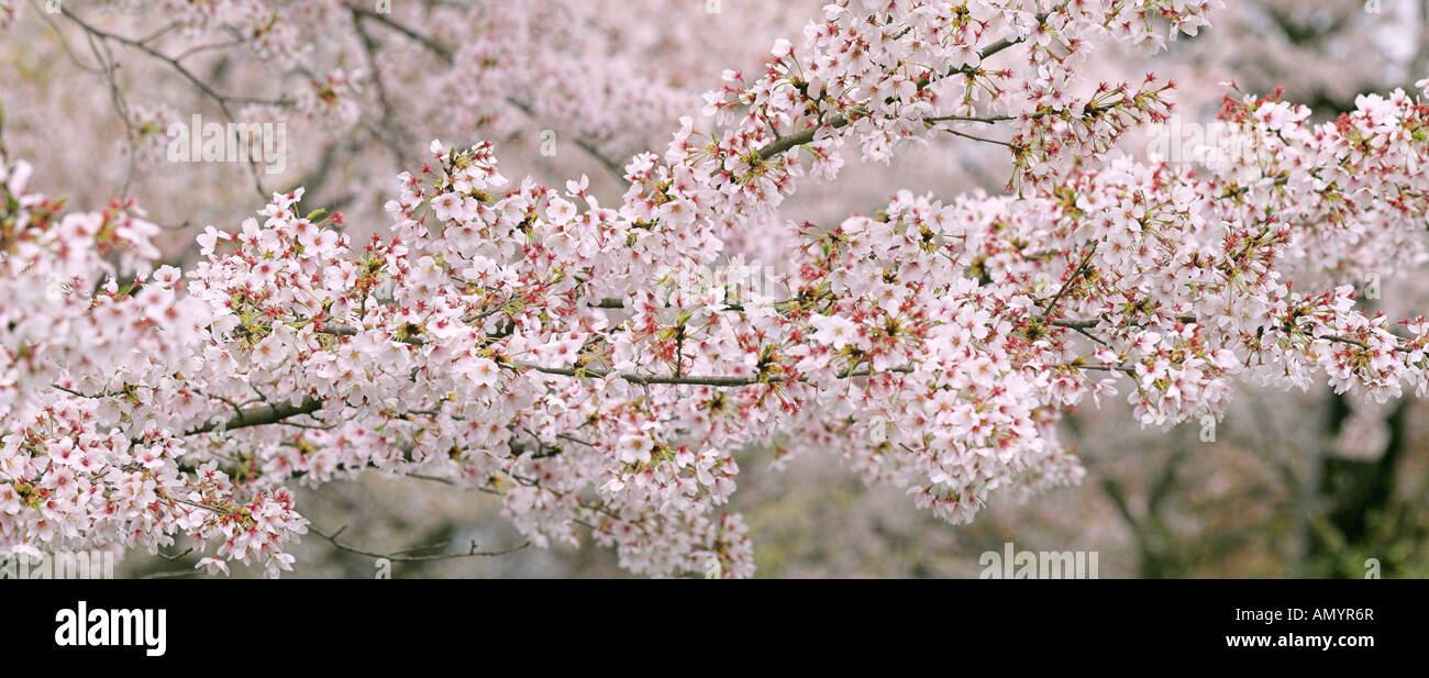 Kirschblüte Zweig auf Philosphophers Weg, Kyoto, Japan Stockfoto