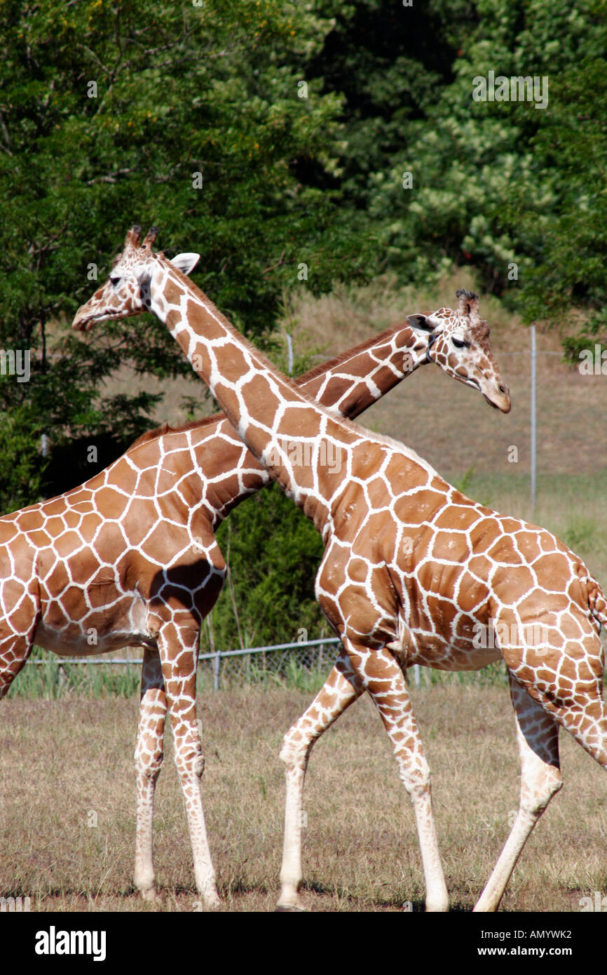 Giraffen mit Hälsen gekreuzt, Cape kann County Zoo, New Jersey, USA Stockfoto