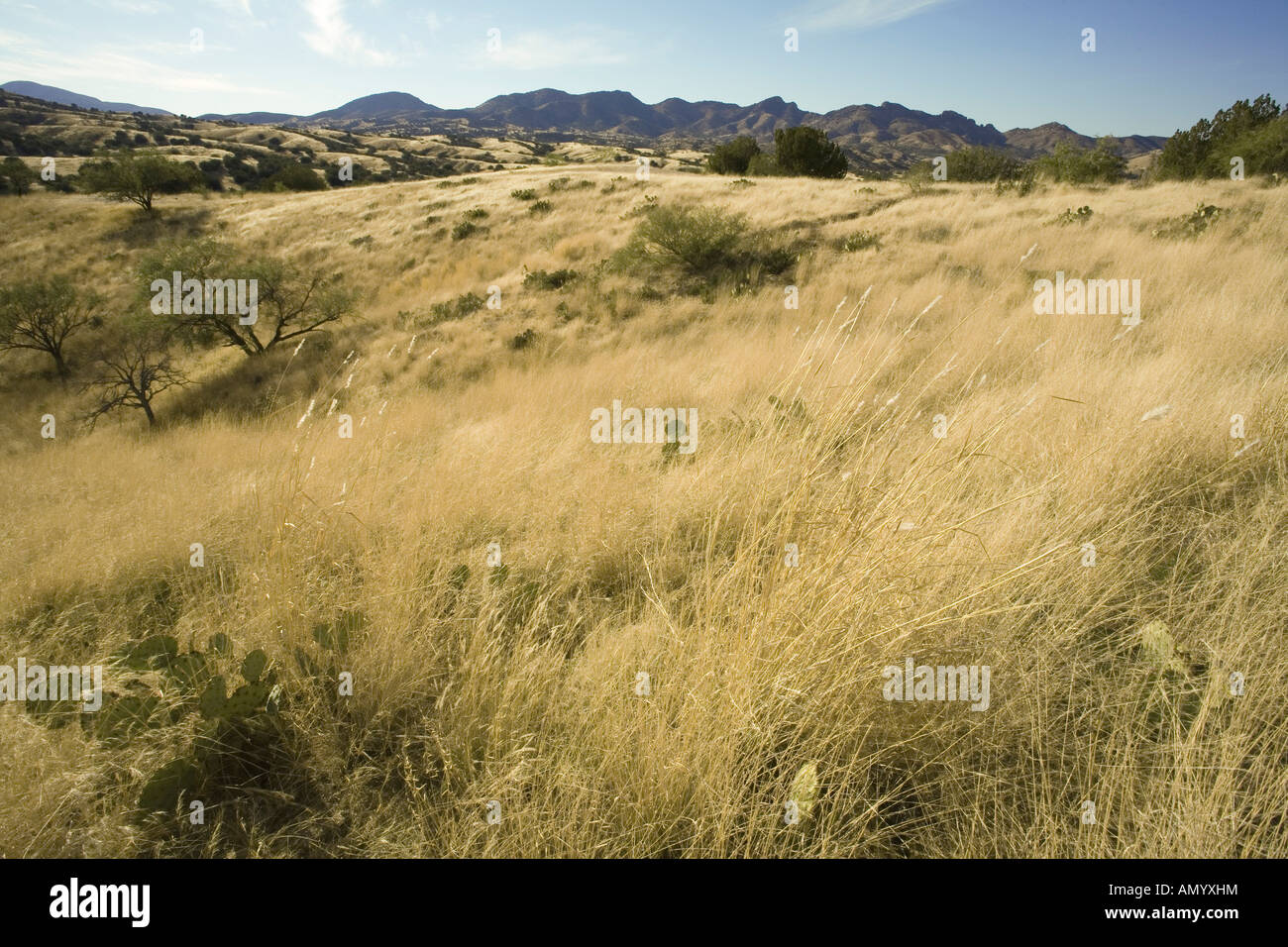 Golden Grass und malerischen Hügeln von Santa Cruz County in der Nähe von Sonoita Arizona Stockfoto