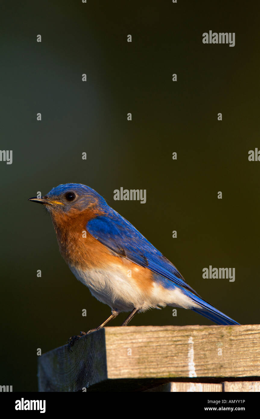 Eine Breitseite Ansicht des männlichen östlichen Bluebird Purched auf einen Nistkasten Stockfoto