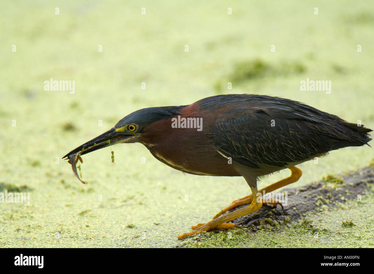 Ein grüner Reiher in den Sumpf mit einer Kaulquappe zum Mittagessen Stockfoto