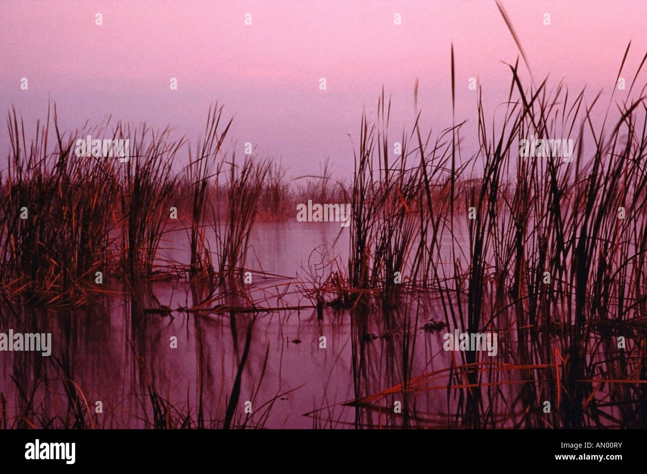 Blick vom Ufer des Lake Okeechobee in der Morgendämmerung in Florida USA Stockfoto