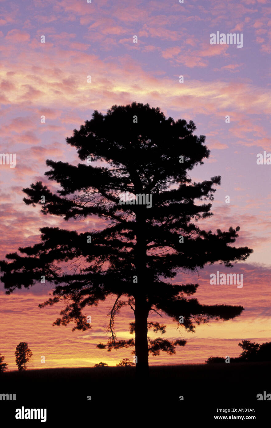 NA, USA, Kentucky, Cumberland Gap National Historic Park. Kiefer bei Sonnenaufgang, Hensley Siedlung Silhouette Stockfoto