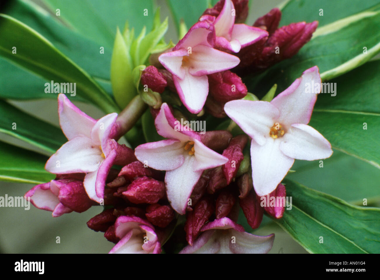 Daphne Odora 'Aureomarginata', duftenden rosa Blüten, Gartenpflanze, bunte Blätter, Laub daphnes Stockfoto