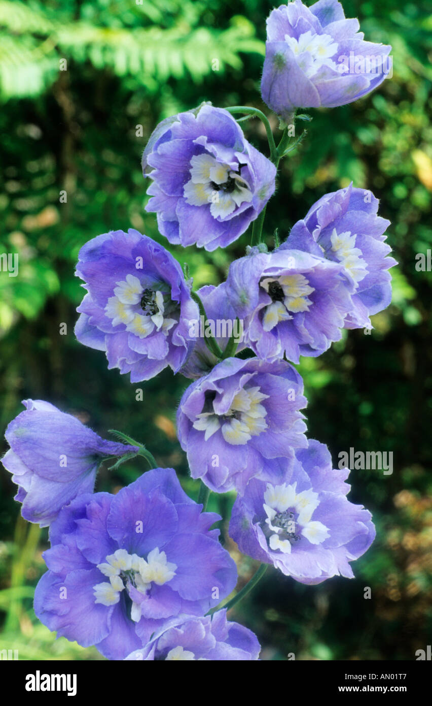 Hellblauen Blumen, Gartenpflanze Rittersporn Delphinium Sommer Himmel Gruppe Stockfoto