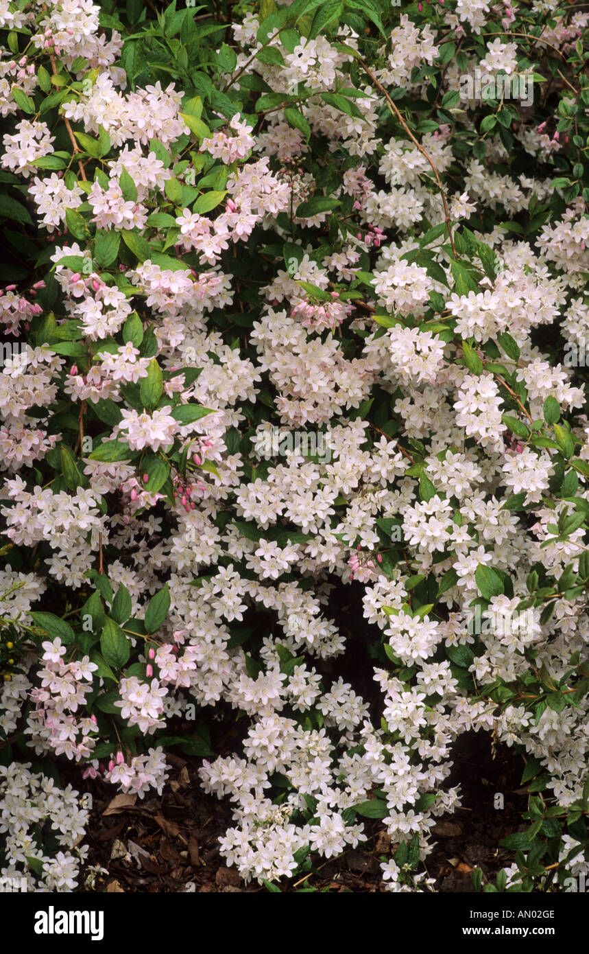 Deutzie X kalmiiflora kann, Garten, Pflanze, Blumen, deutzias Stockfoto