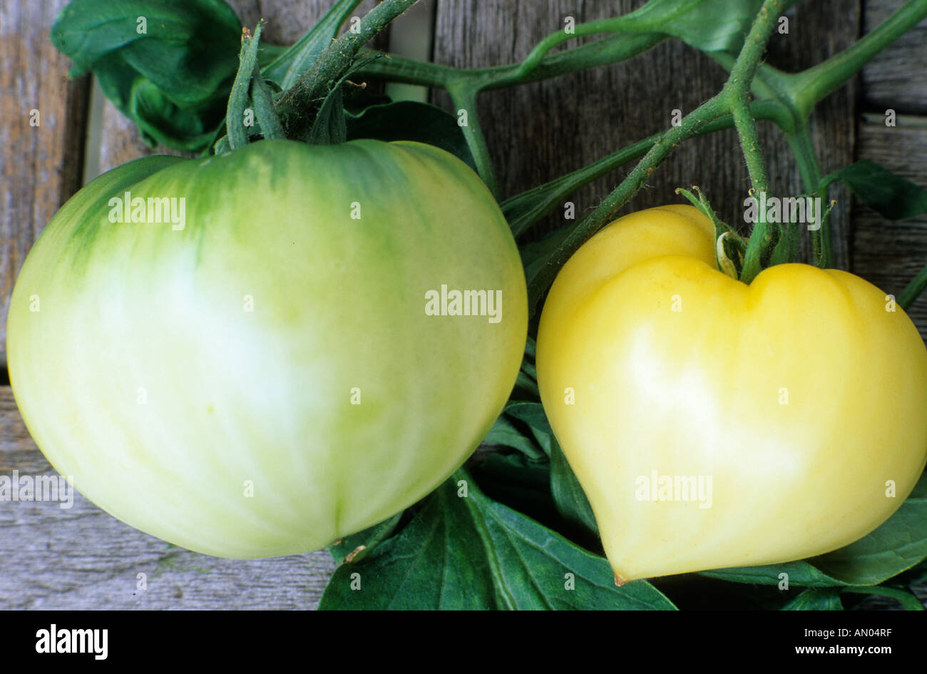 Tomaten große weiße U S ein Erbstück Stockfoto