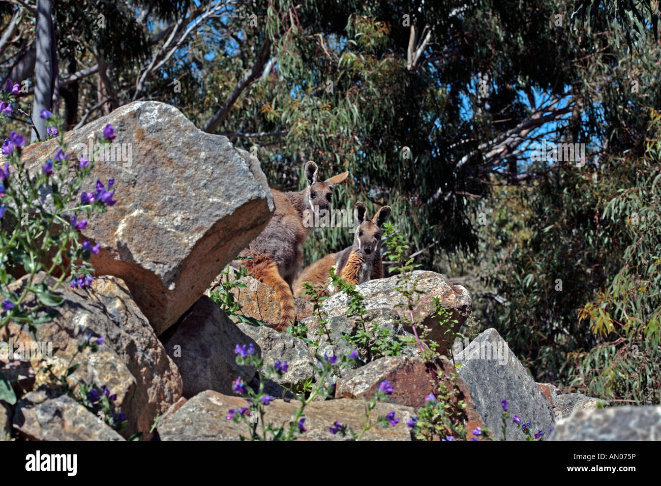 Gelb-footed Rock Wallaby - Petrogale xanthopus Stockfoto