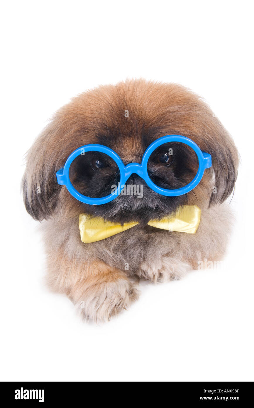 Braun Pekinese Hund als ein Nerd mit großen blauen Gläsern und gelben Fliege isoliert auf weiss gekleidet Stockfoto