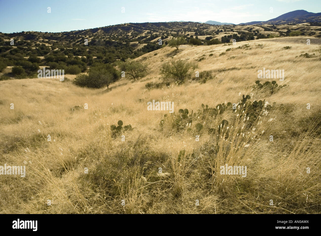 Sonnendurchflutetes Gräser und malerischen Hügeln von Santa Cruz County in der Nähe von Sonoita Arizona Stockfoto