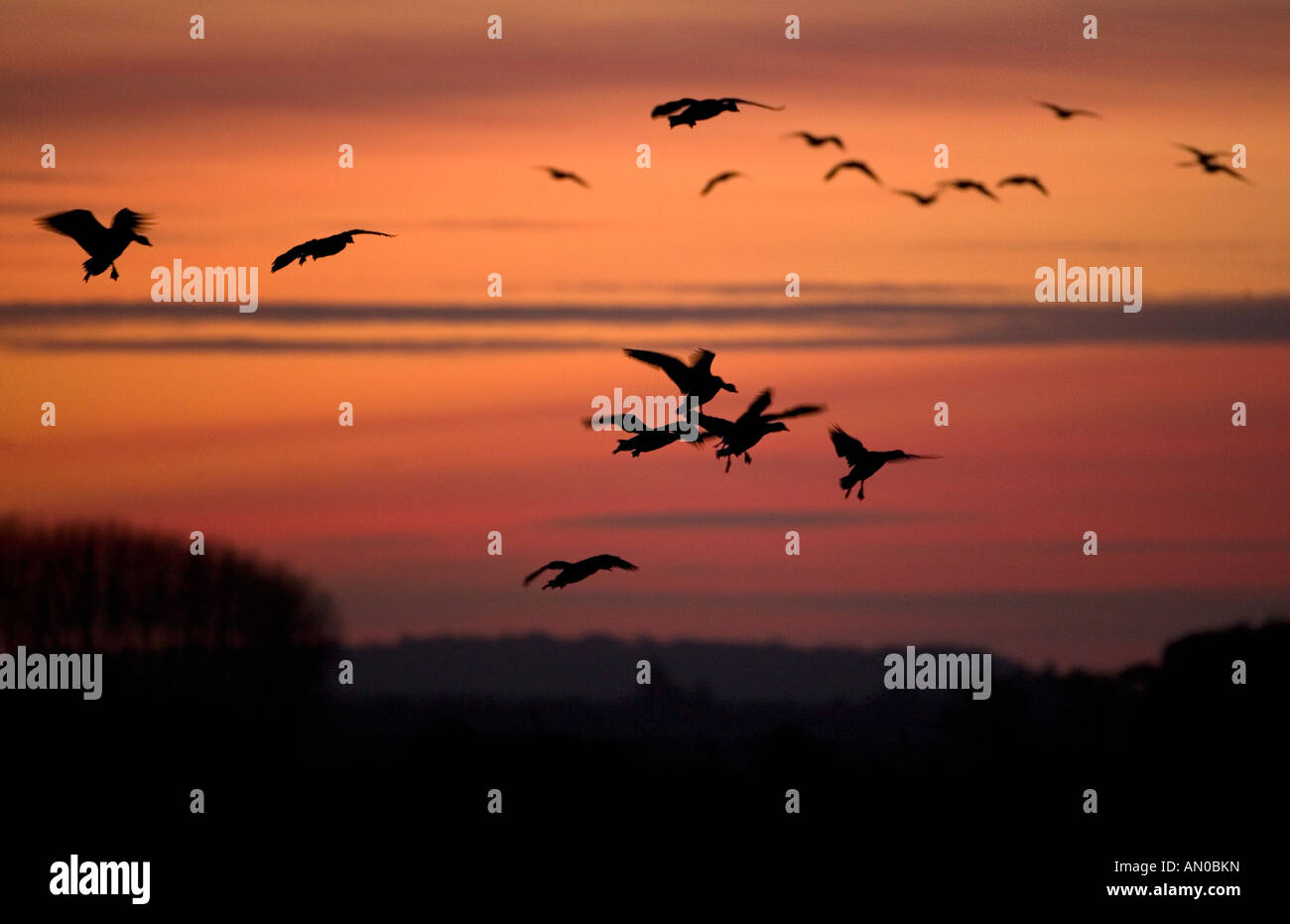 Die pinkfarbenen Gänse Anser brachyrhynchus kommen im Sunset Holkham National Nature Reserve Norfolk in den Stausee Stockfoto