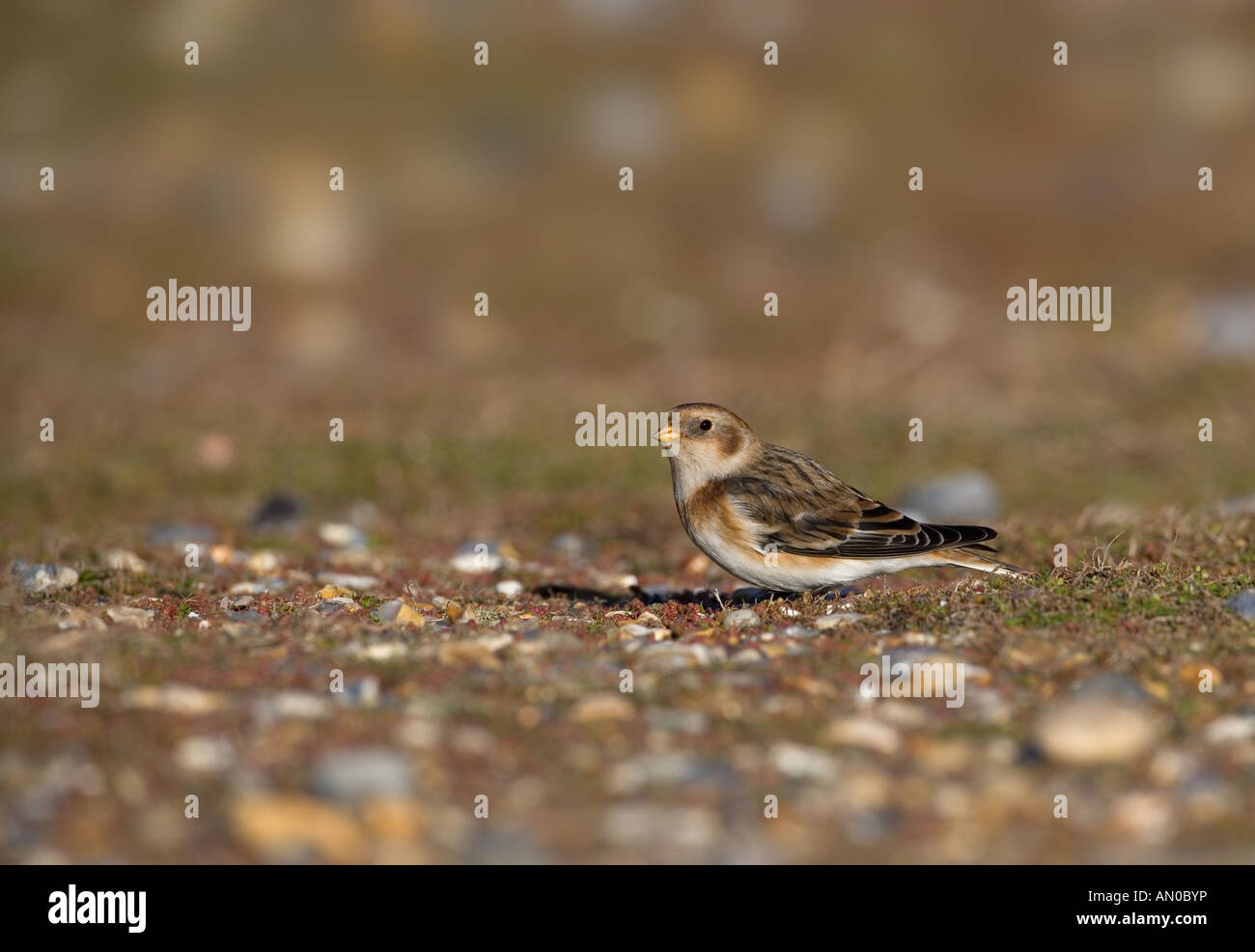 Täubchen Plectrophenax Nivalis Norfolk UK Stockfoto