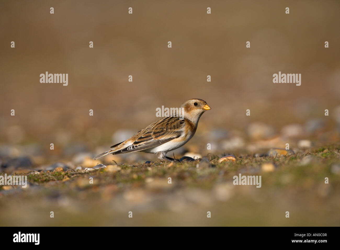 Täubchen Plectrophenax Nivalis Norfolk UK Stockfoto
