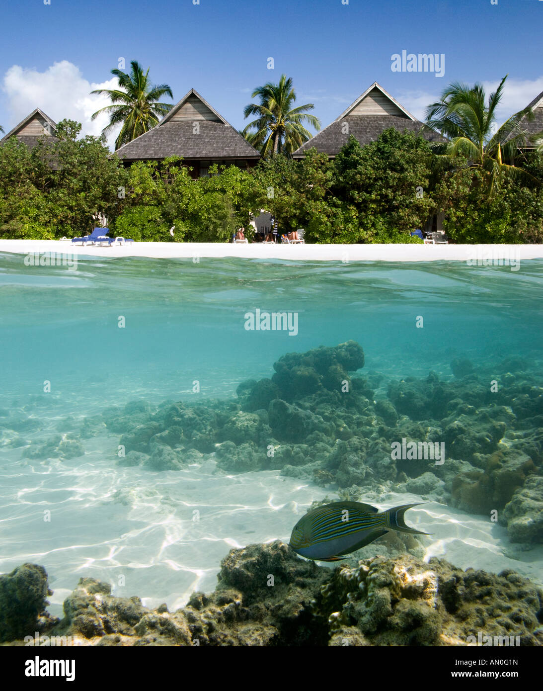 Malediven Süd Male Atoll Olhuveli Insel gestreiften Doktorfisch am Hausriff split-Bild Stockfoto