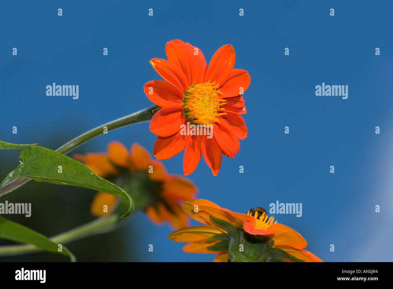 Mexikanische Sonnenblume (Tithonia Rotundifolia) Stockfoto