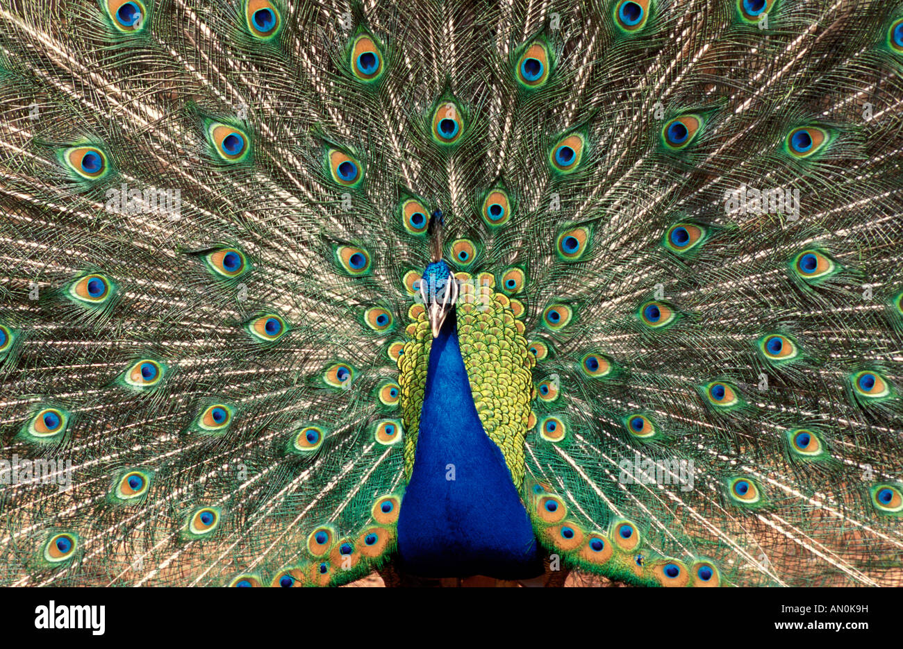 Gemeinsamen Pfauen oder Pfau Pavo Cristatus UK Stockfoto