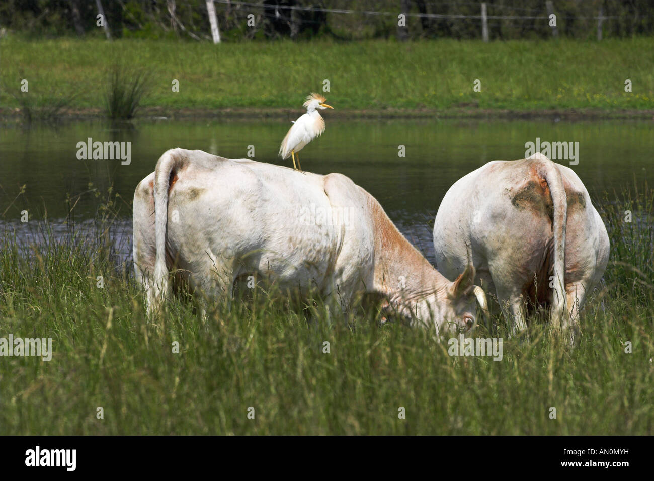 Kuhreiher Ibis Bulbucus stehen auf der Rückseite einer Kuh La Brenne Region Centre Frankreich Stockfoto
