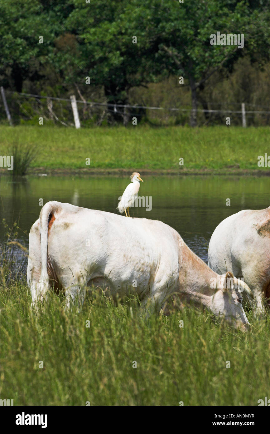 Kuhreiher Ibis Bulbucus stehen auf der Rückseite einer Kuh La Brenne Region Centre Frankreich Stockfoto