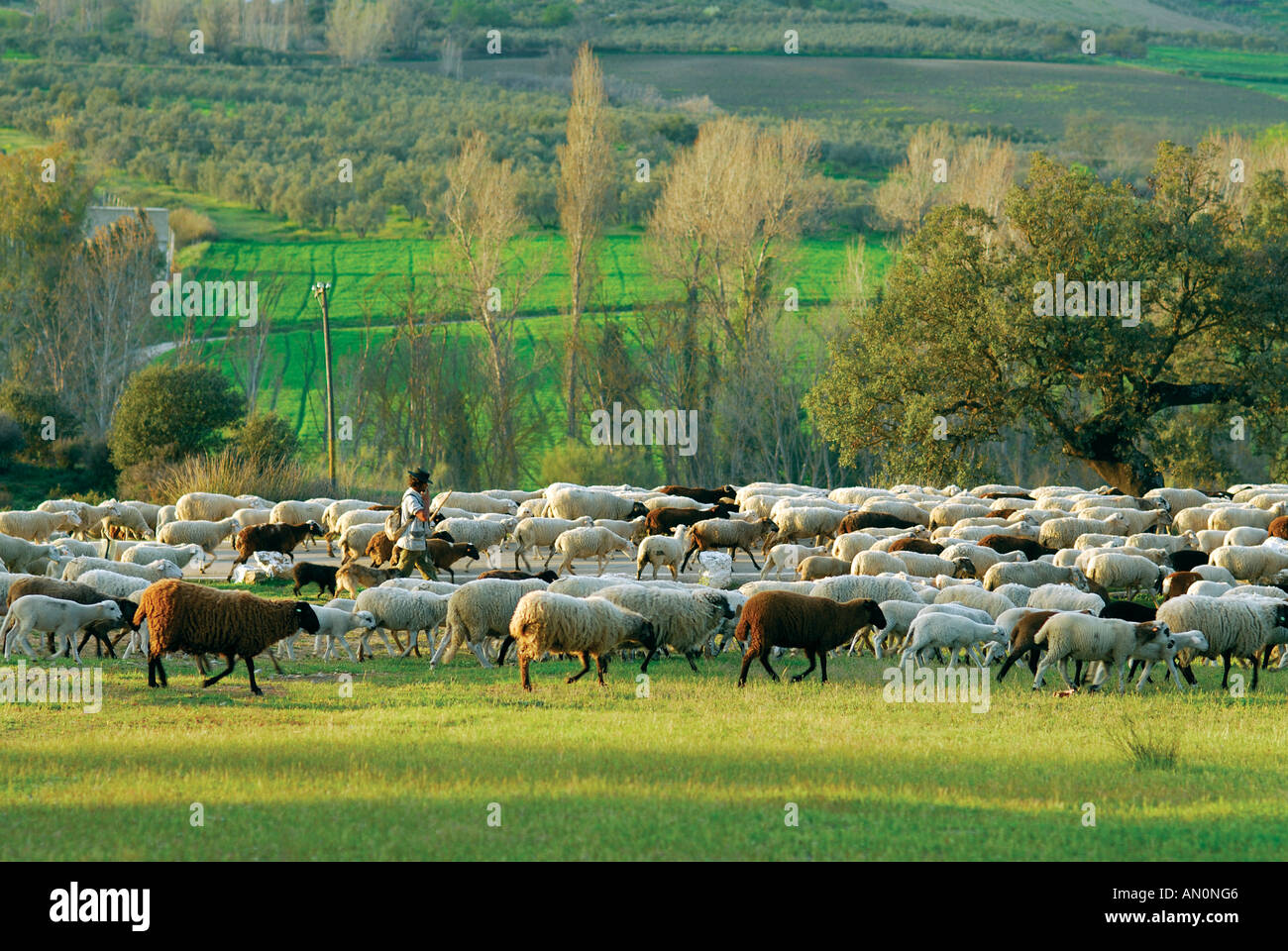 Shepard mit Schafen in der Landschaft, Sierra de Aracena, Andalusien, Spanien Stockfoto