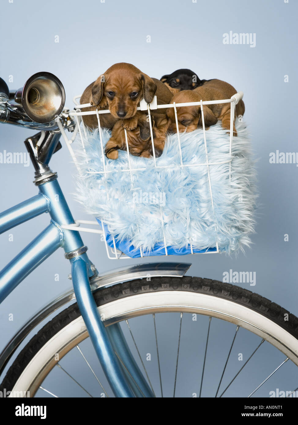 Nahaufnahme von Dackel Welpen sitzen in einem Fahrradkorb Stockfotografie -  Alamy