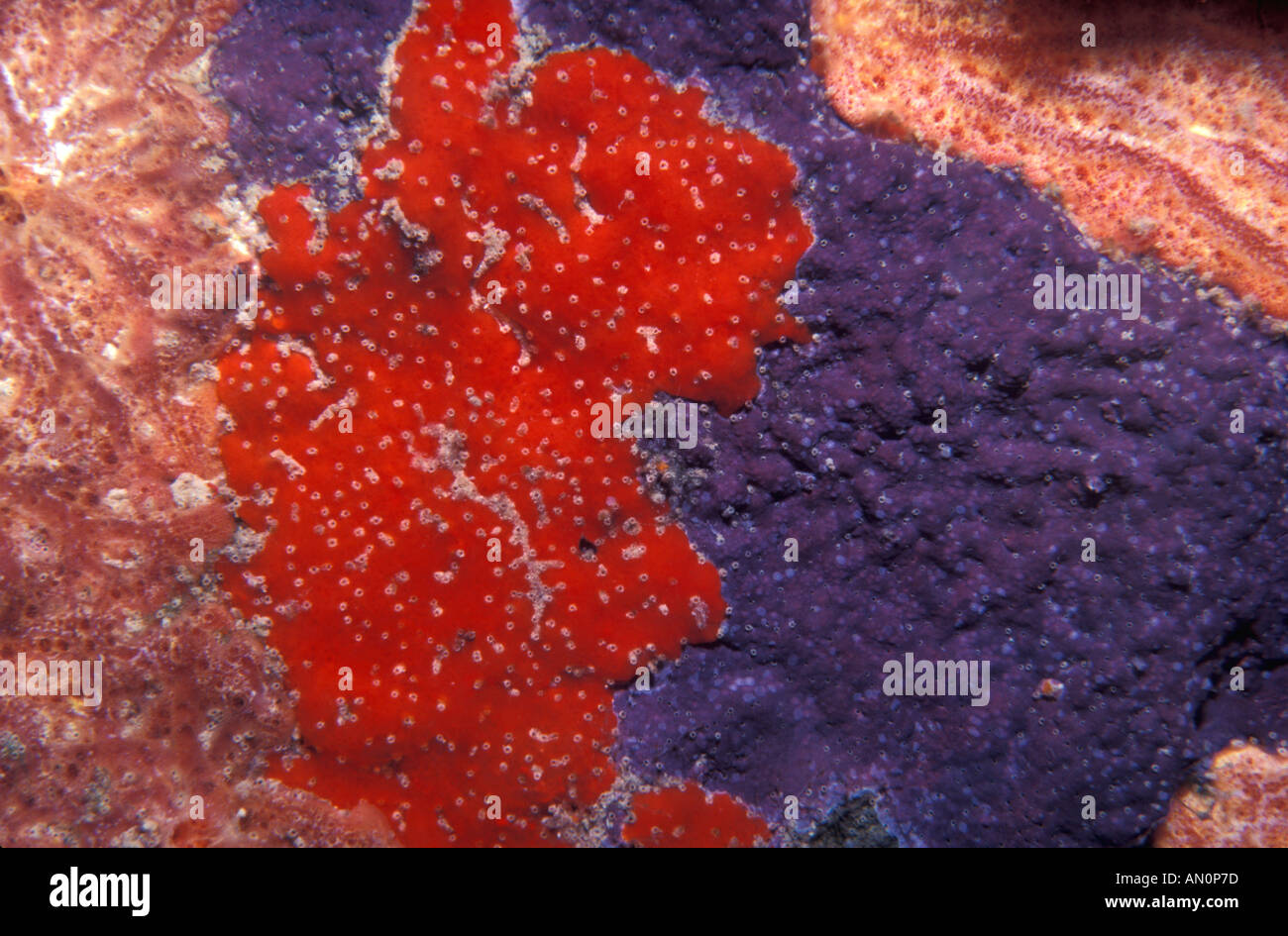 St Thomas USVI Unterwasser karibische Korallenriff Felsen rot blau rosa encrusting Schwamm Stockfoto
