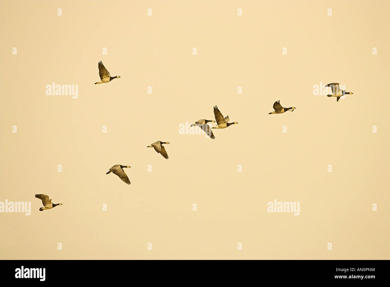 Nonnengans Branta Leucopsis Knäuel von 8 Sunrise beleuchtet Vögel fliegen in einem Schneesturm Islay Schottland Stockfoto