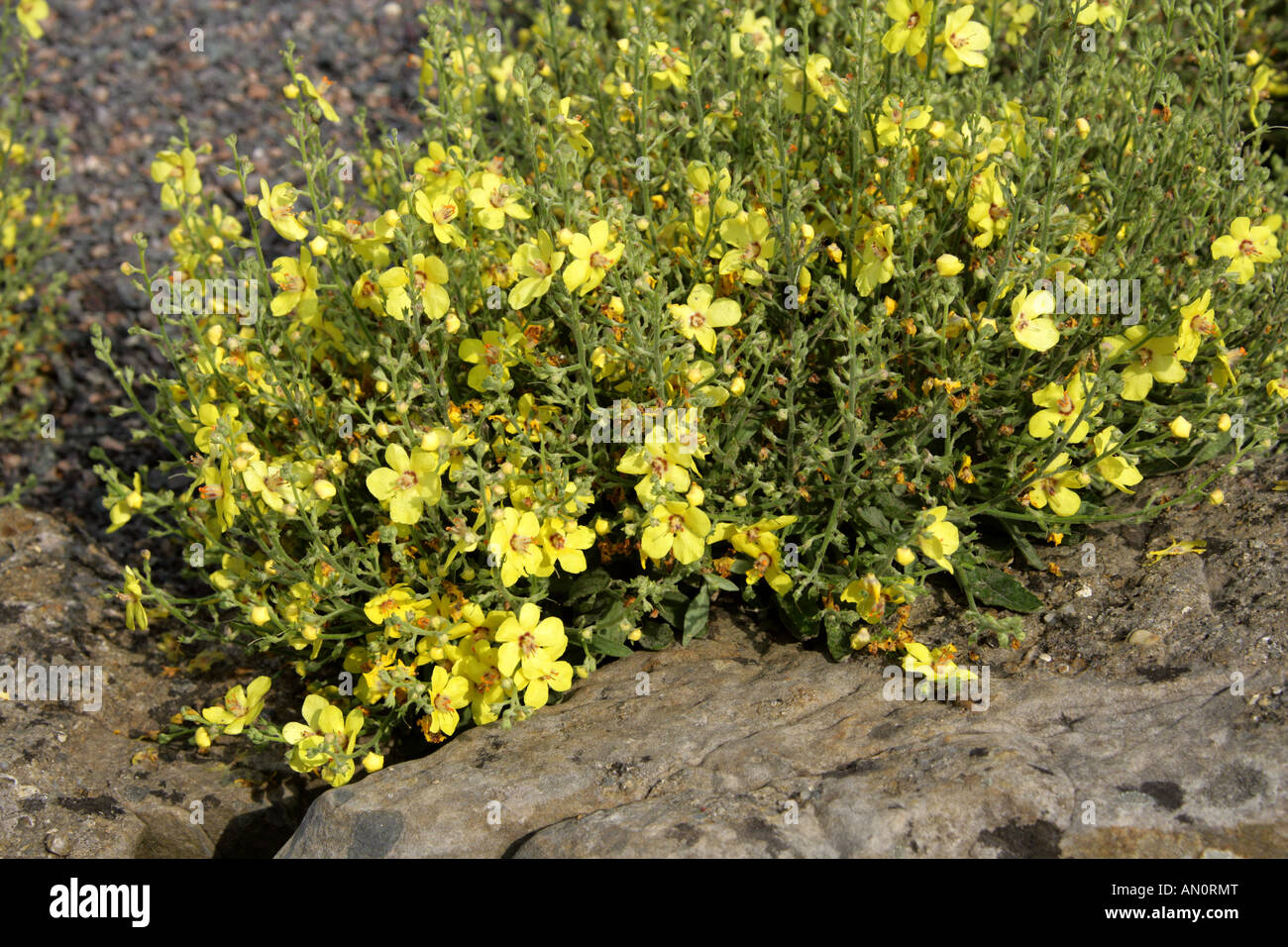 Verbascum Letitia, Scrophulariaceae Stockfoto