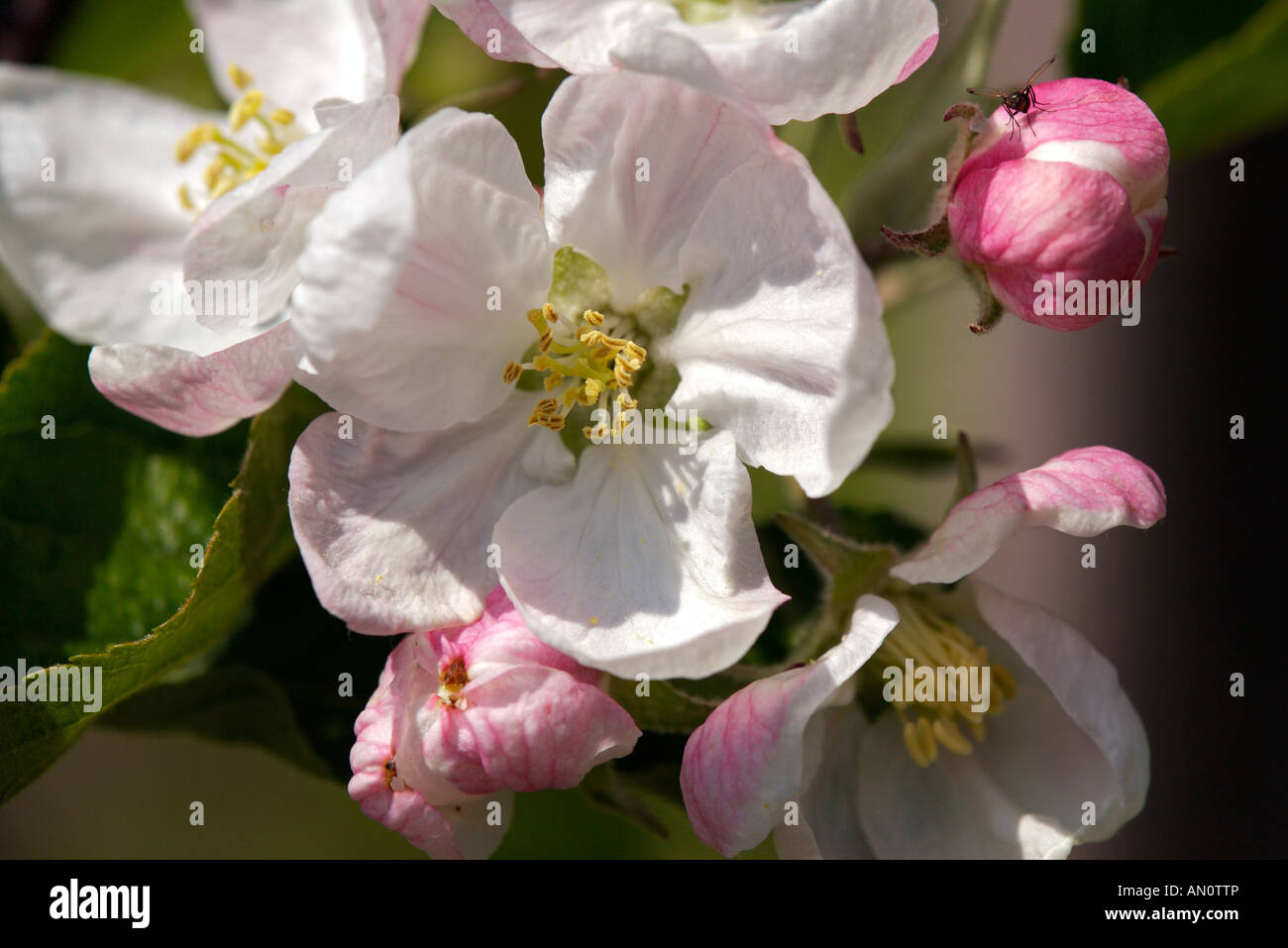 Aprikose Blüten im Unterinnerhof, Italien, Südtirol, Sued Tirol, Europa, Europa 2006. Stockfoto