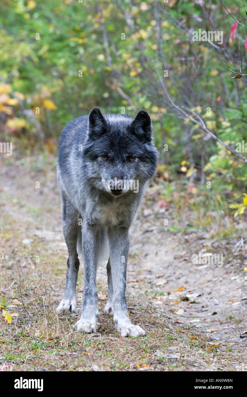 Ein Erwachsener einsame männliche Nordamerikanisch graue Wolf überqueren einen Forstweg Stockfoto